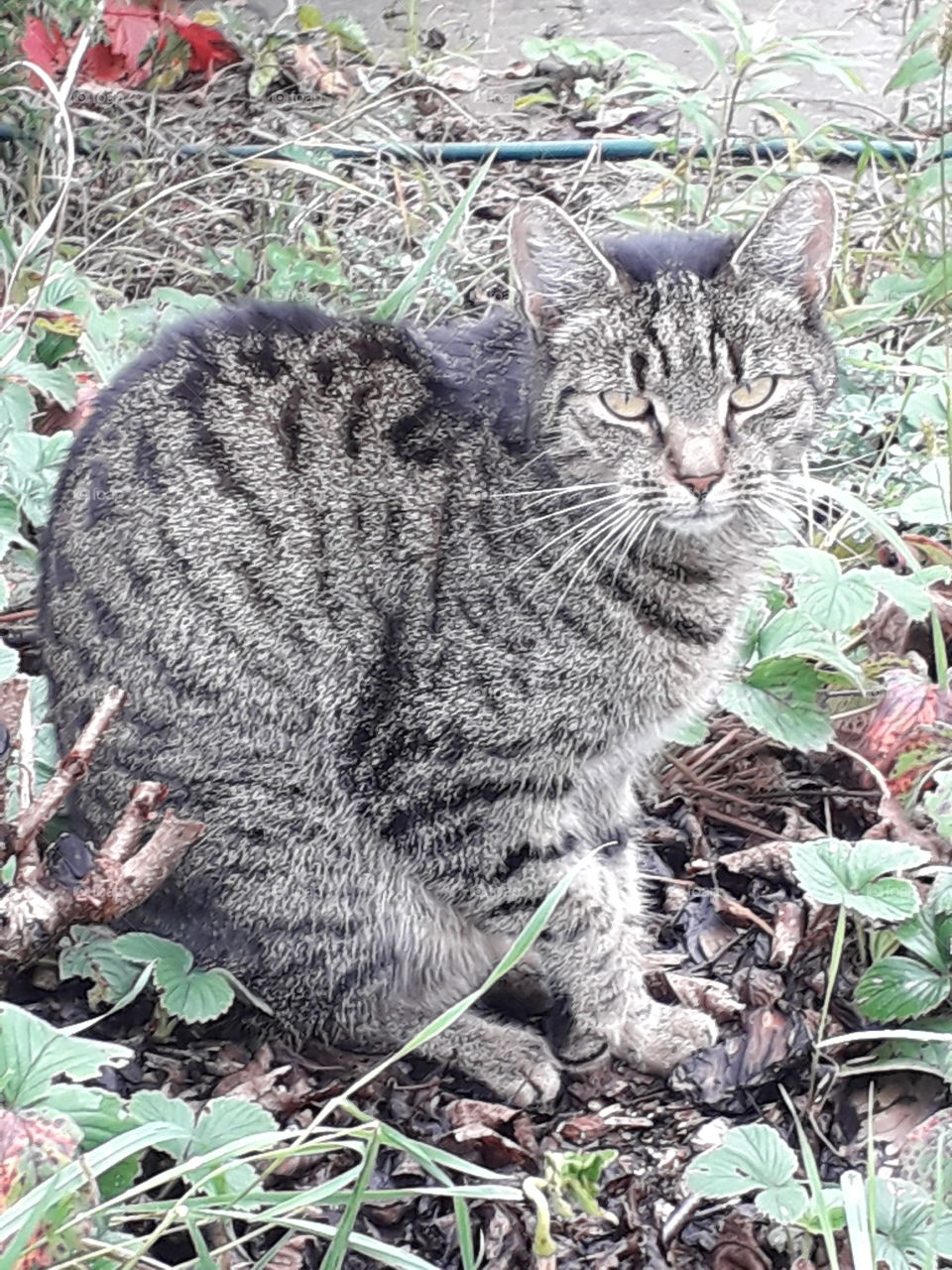 gray black stripped cat in autumn  garden