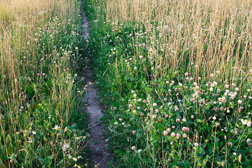 Path in the field 