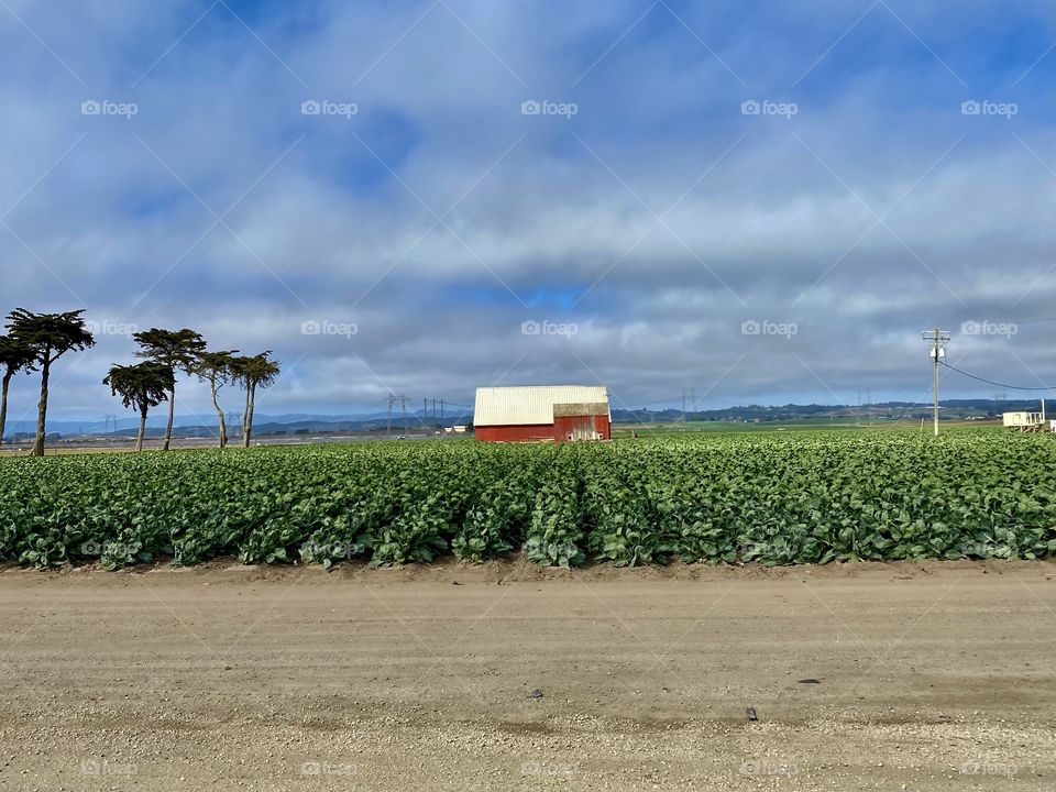 Cabbage farm right outside of Castroville California 