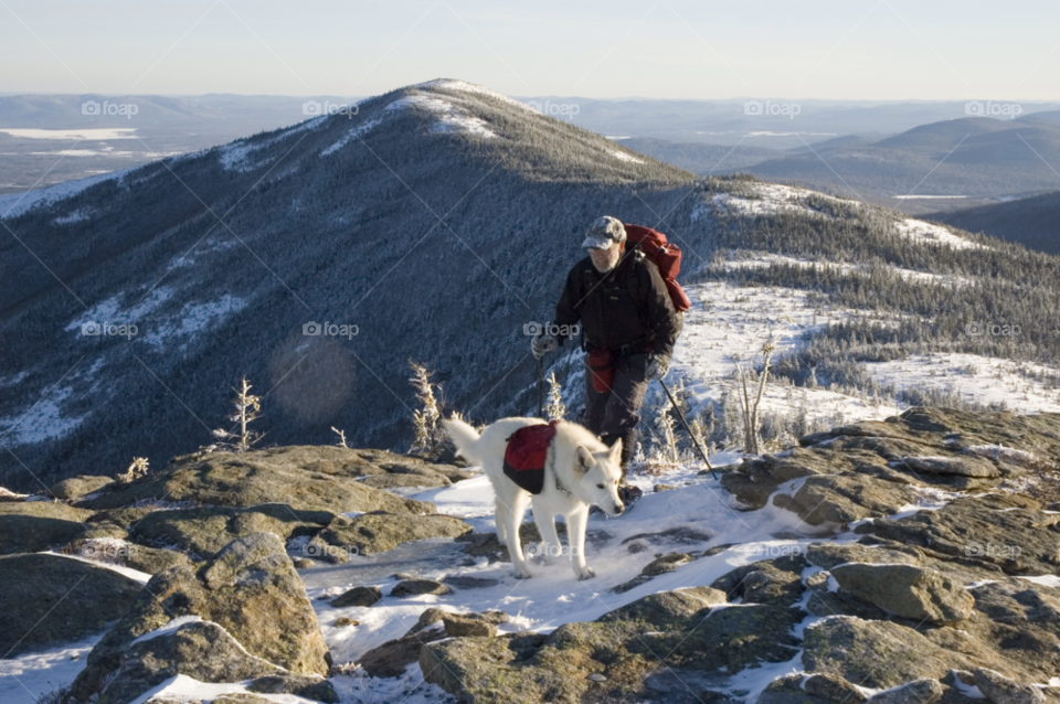 snow winter dog shepherd by bobmanley
