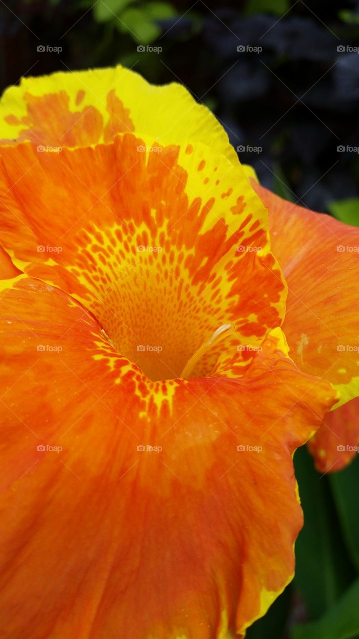 Orange Flower
