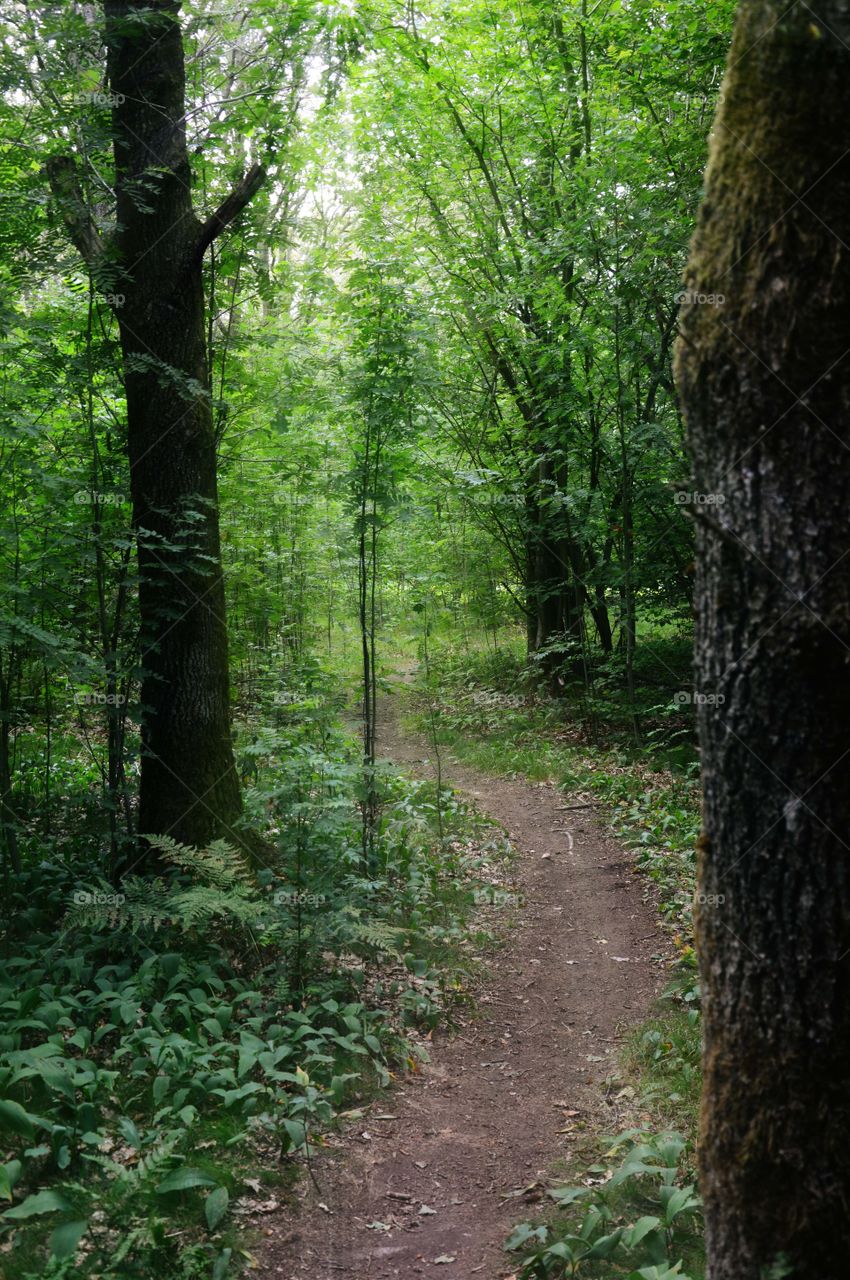 Magical forest in the south of Sweden