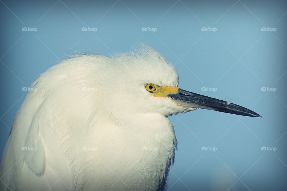 Snowy egret