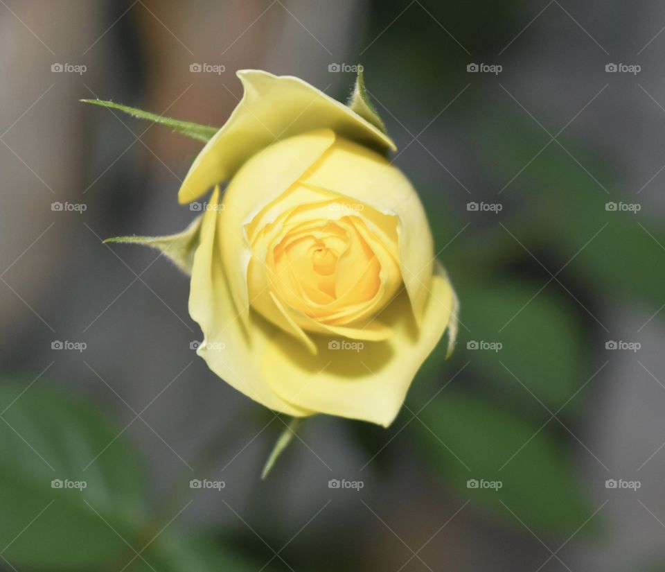 Beautiful Macro Shots