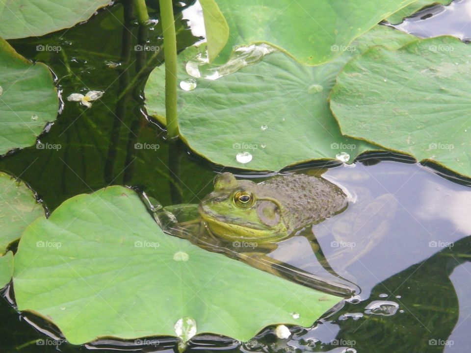 Bullfrog in Early Spring