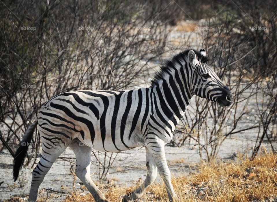 Zebra in the Scrub