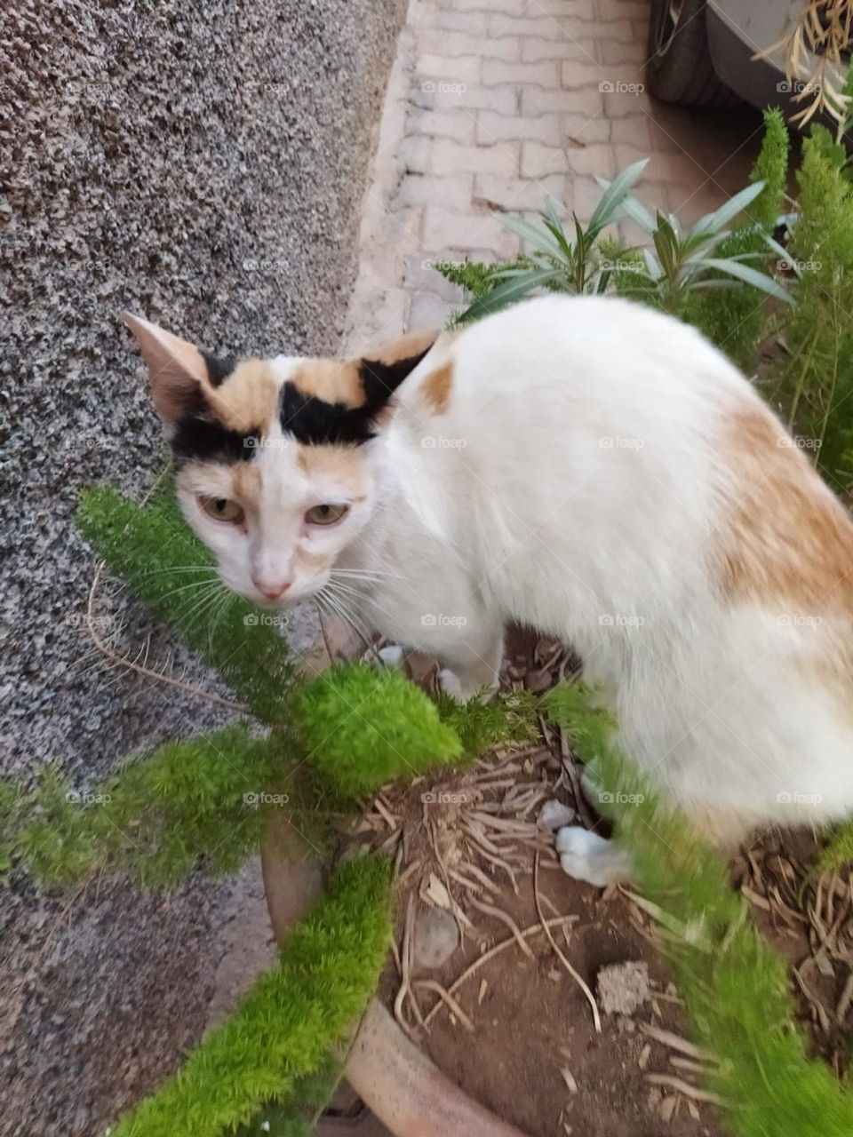 Beautiful cat looking at camera.