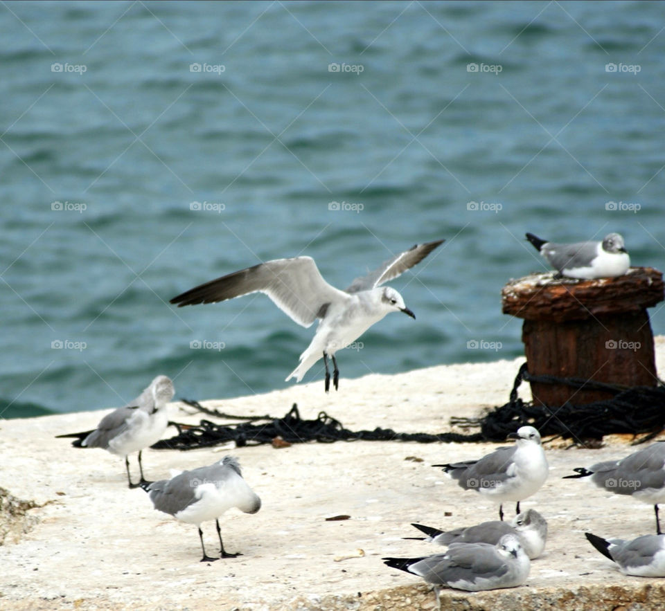 Birds resting key west