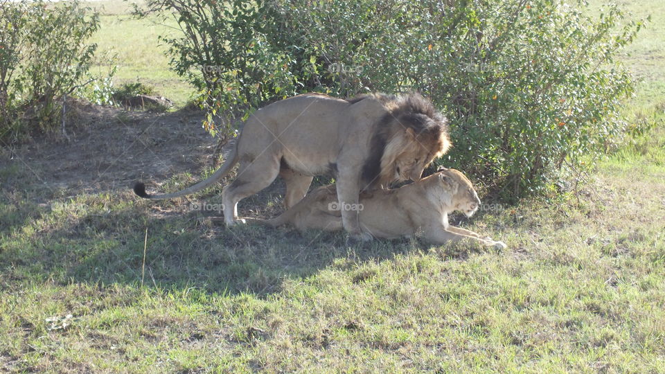 Mating lions