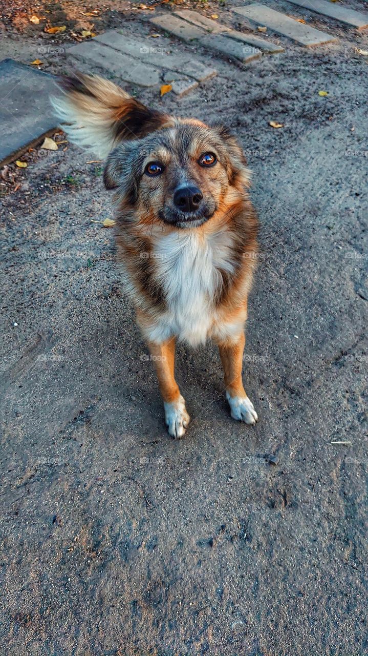 little mongrel dog 2