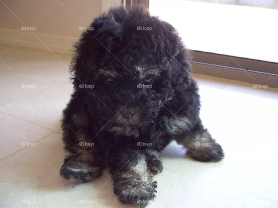 Puppy