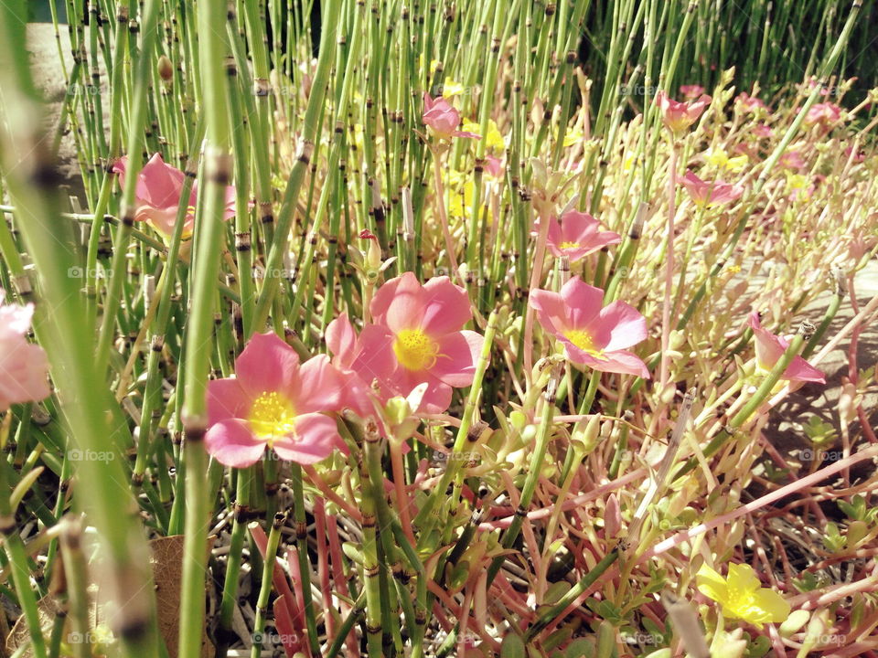 High angle view of pink flowers in field