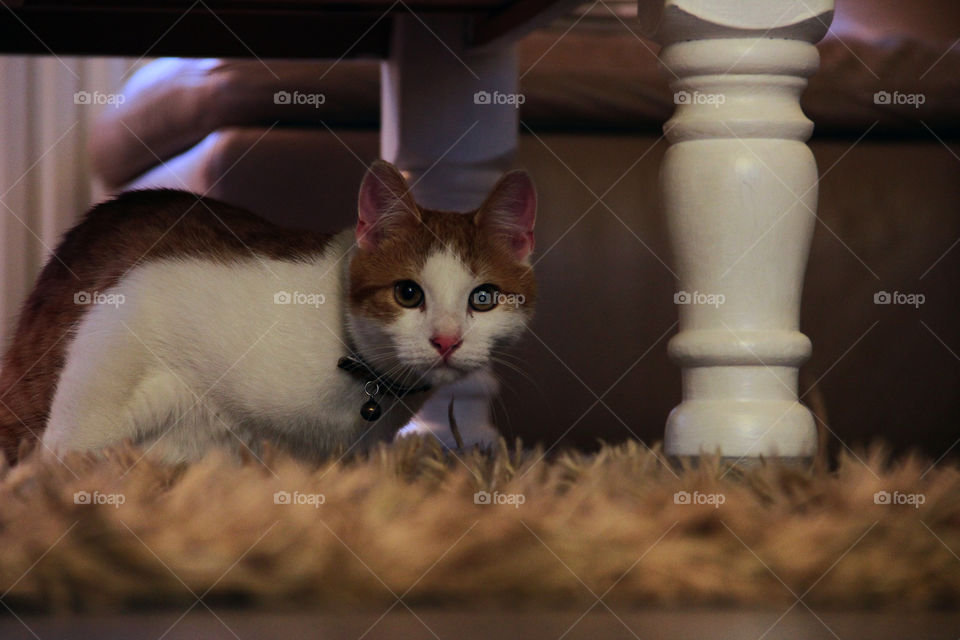 The cat under the table