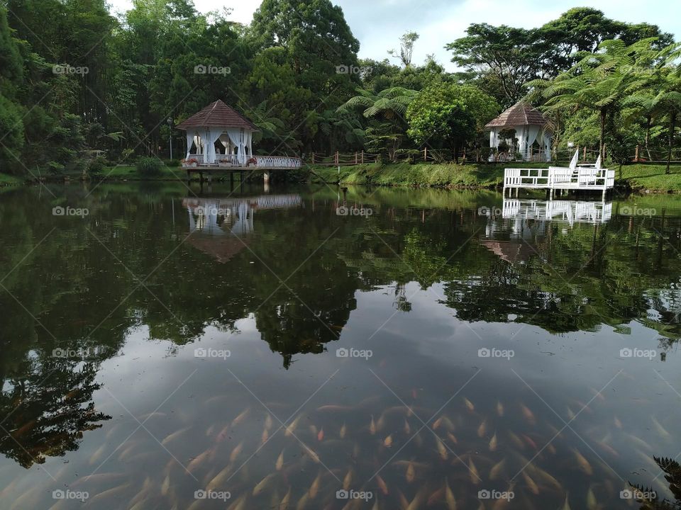 Sky shadow on the water full with gold fish