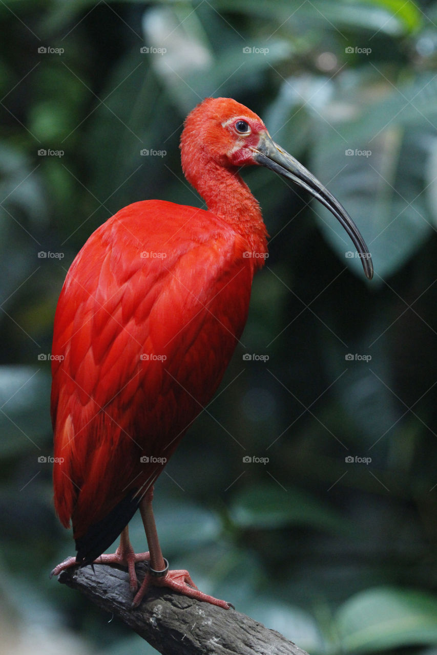 Ibis , red tropical bird sitting on a branch . 
Röd tropisk fågel sitter på en gren 