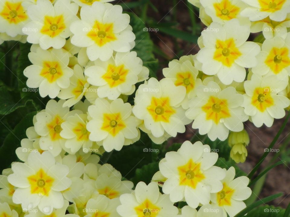 Primroses