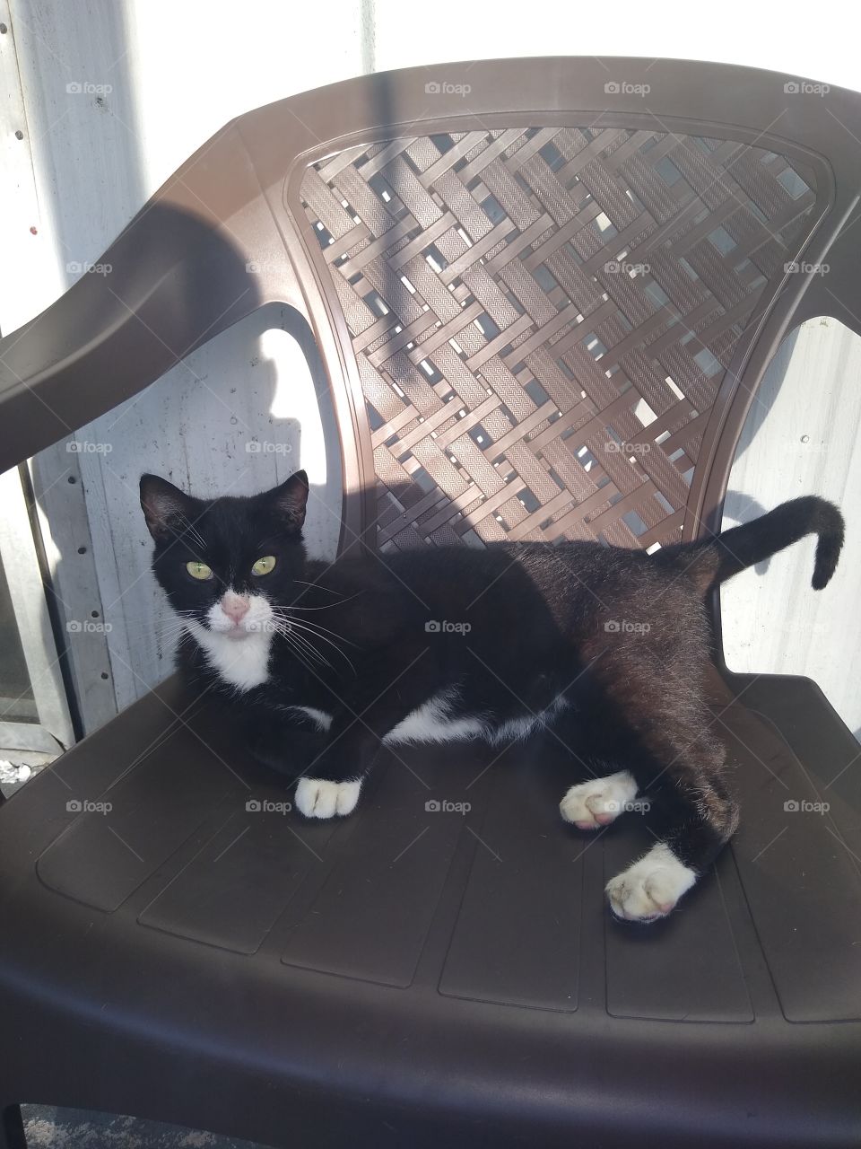 a cat lounging in a chair