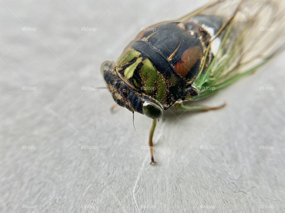 Beetle on a gray background 