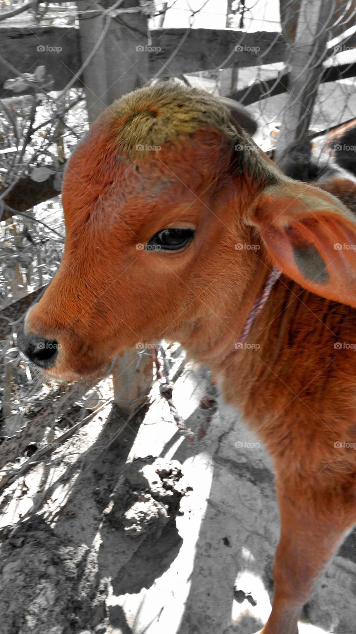 Baby cow