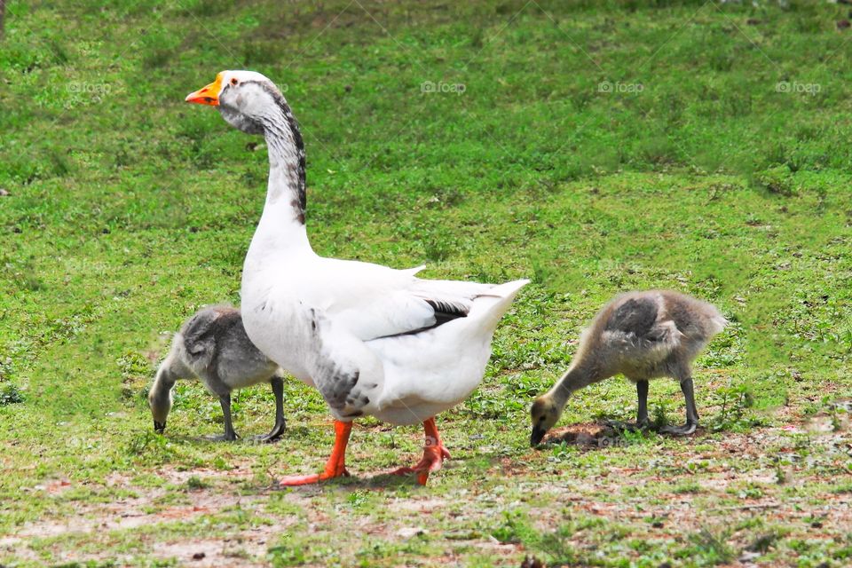 Mother goose with babies 