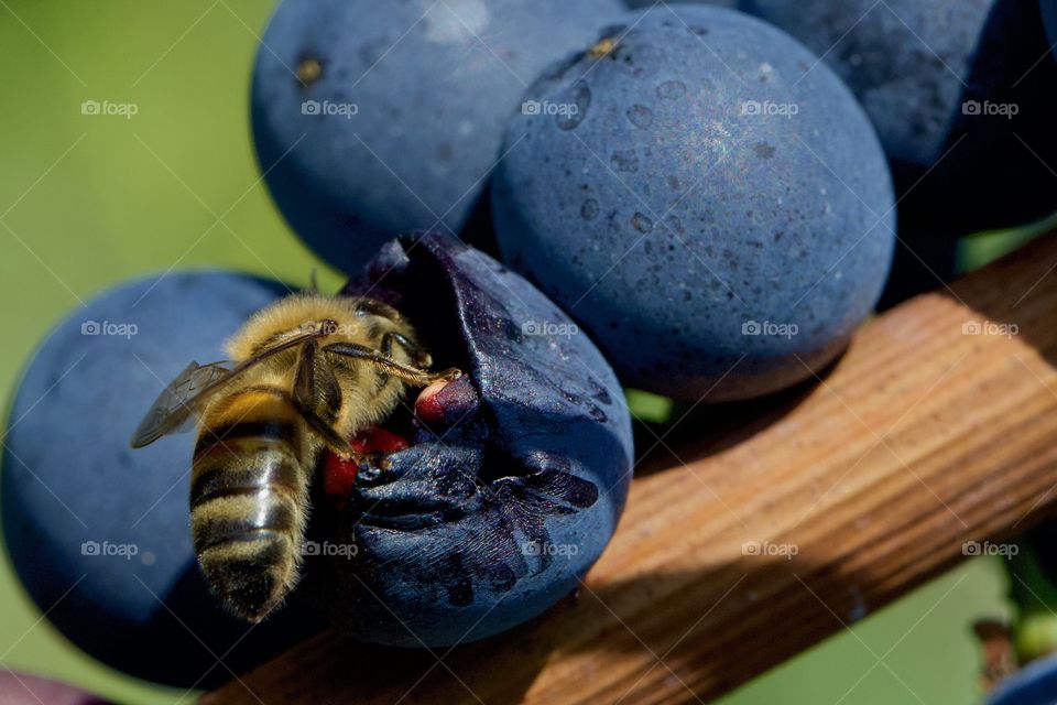 Bee Eating Nectar From The Grape