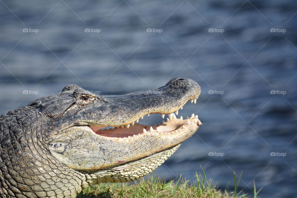 Close-up profile of American alligator with mouth open with water in background