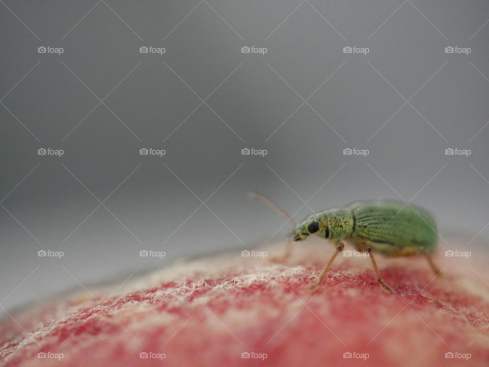 Kleiner Käfer auf Pfirsich 