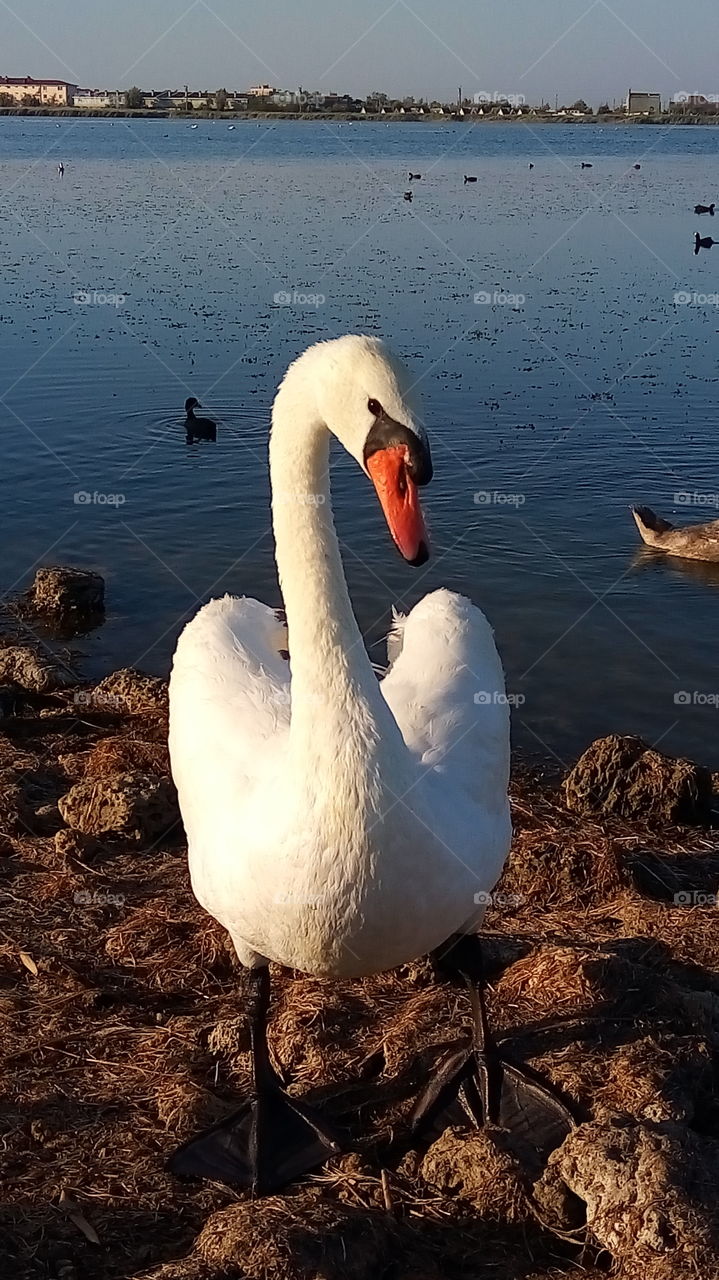 лебеди.птицы.фауна.