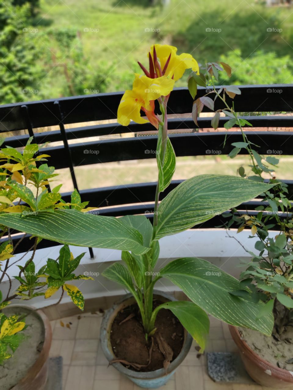 A beautiful flower grown in mudpot of my small garden ..it grows only during springs