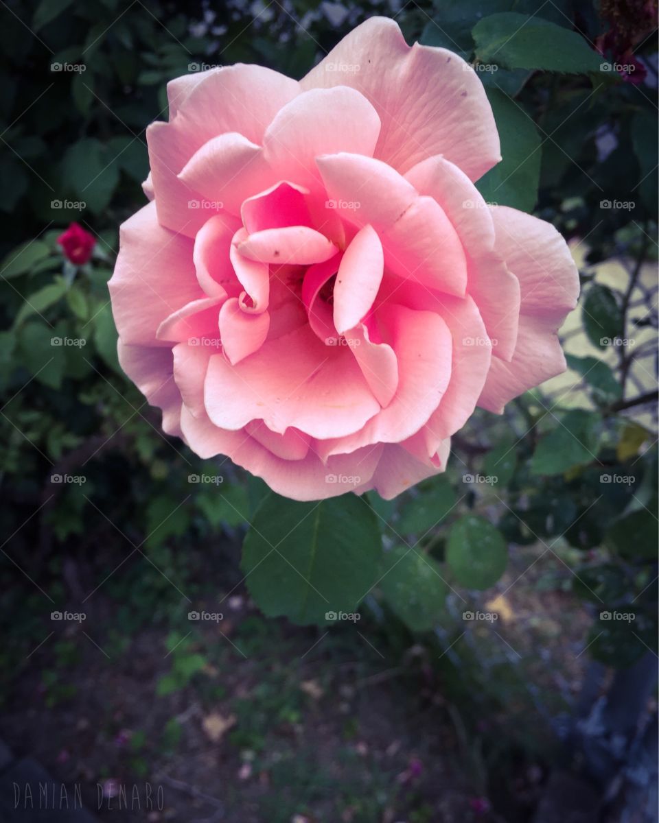 A flower as delicate as human emotions. This garden was the one thing my grandmother left behind when she passed. Now a single rose blooms before the others, signifying she's still with us. Beautiful, vibrant, and serene. 