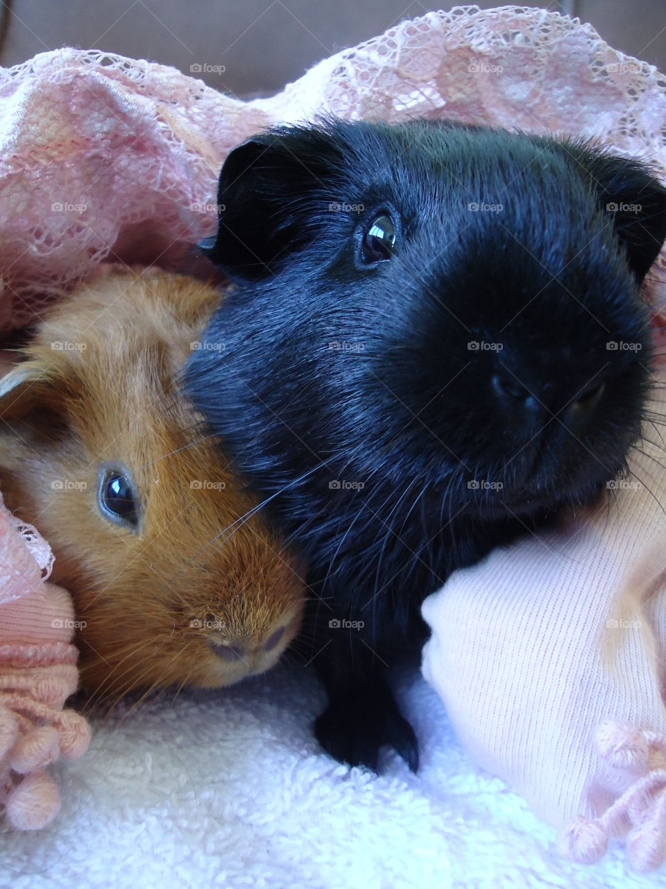 Guinea Pig friendship