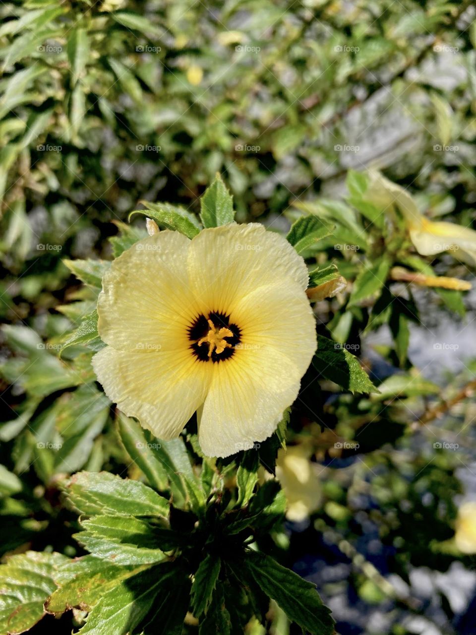 🌹 🇺🇸 Very beautiful flowers to brighten our day.  Live nature and its beauty. Did you like the delicate petals? / 🇧🇷 Flores muito bonitas para alegrar nosso dia. Viva a natureza e sua beleza. Gostaram das pétalas delicadas? 
