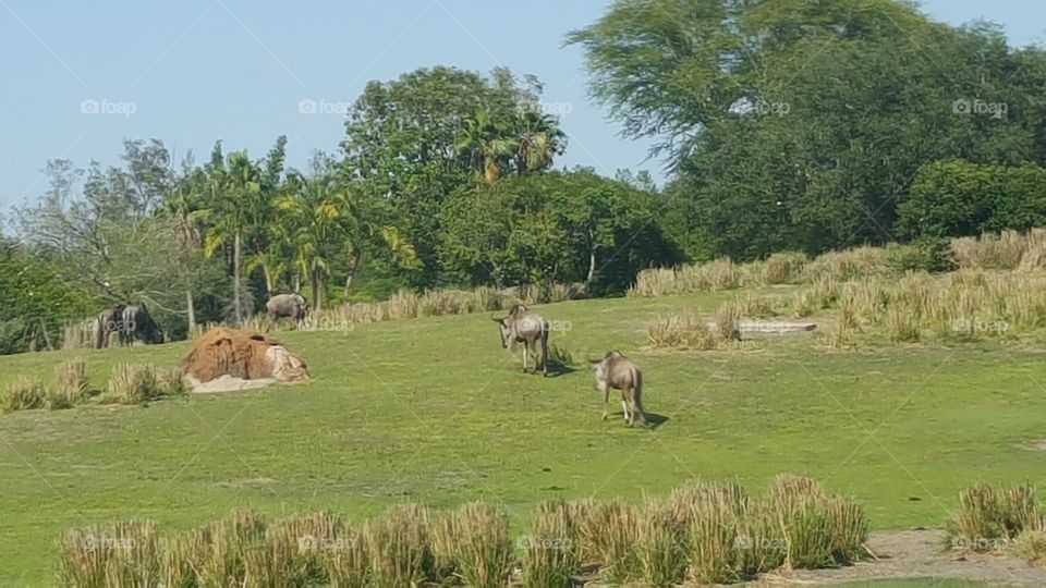 The Wildebeest roam the Plains at Animal Kingdom at the Walt Disney World Resort in Orlando, Florida.