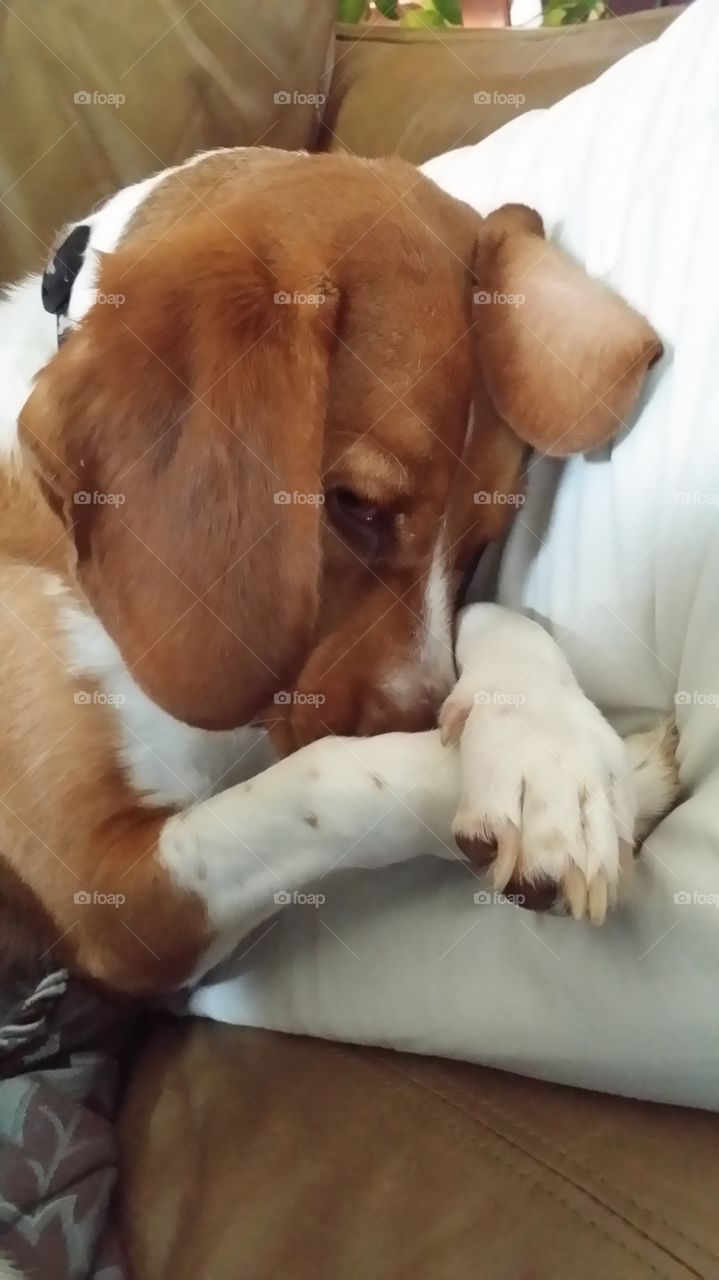 Praying Beagle