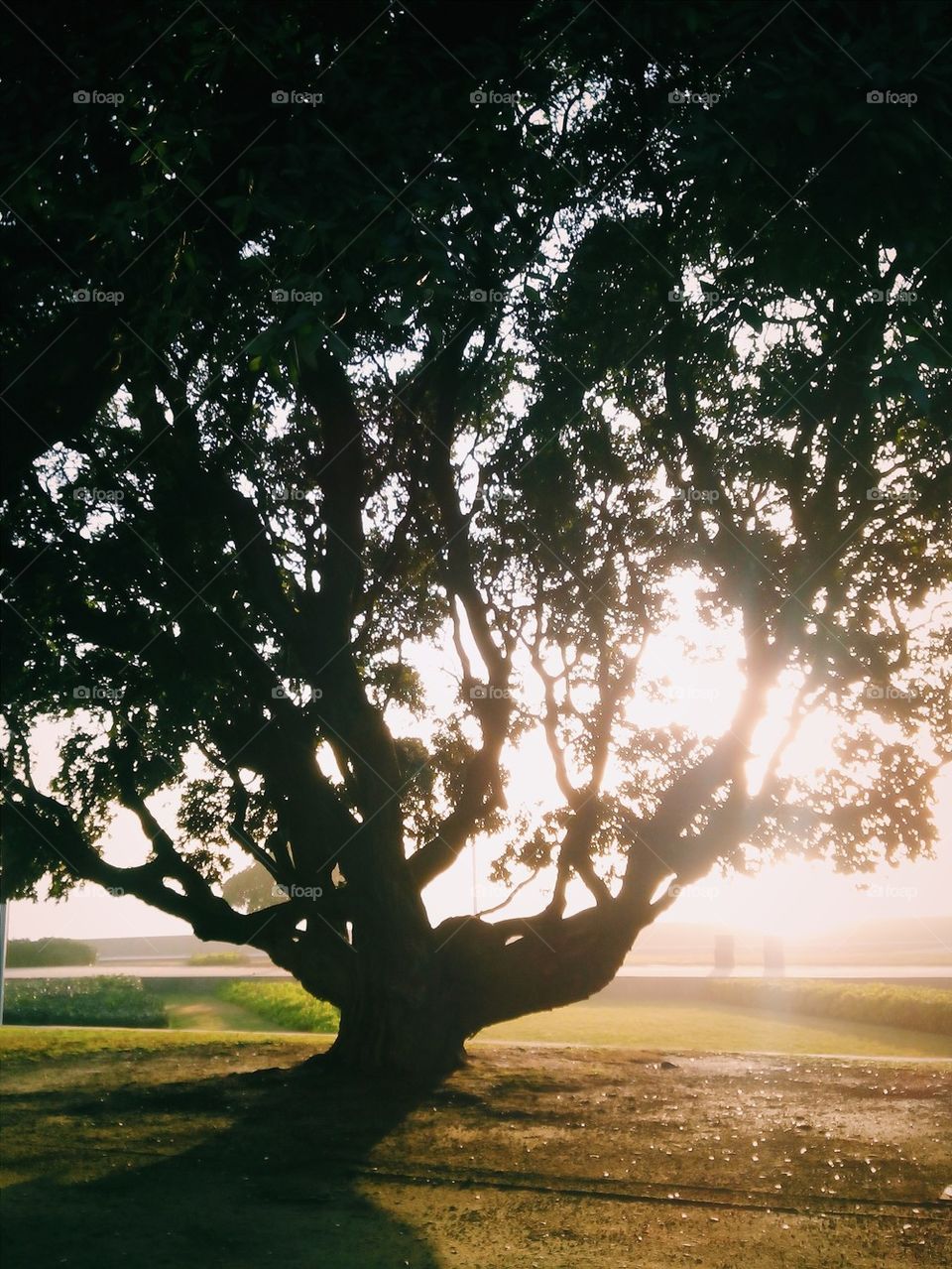 Sunset Tree