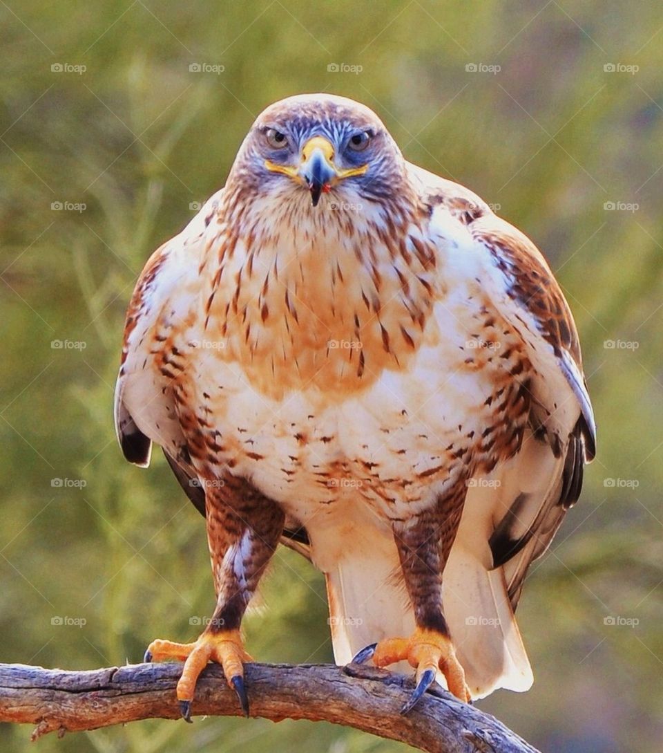 Ferruginous Hawk