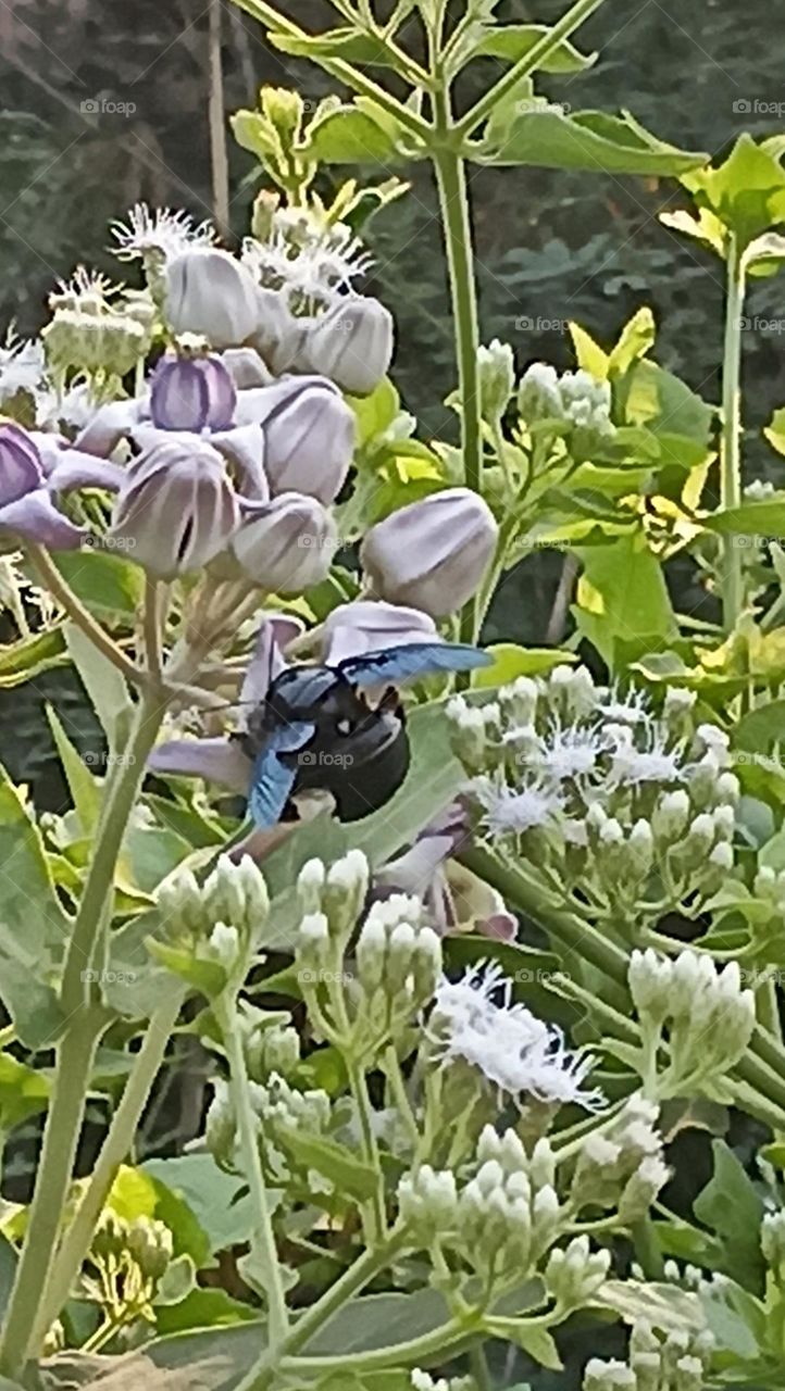nectar collection for life expectancy for many years