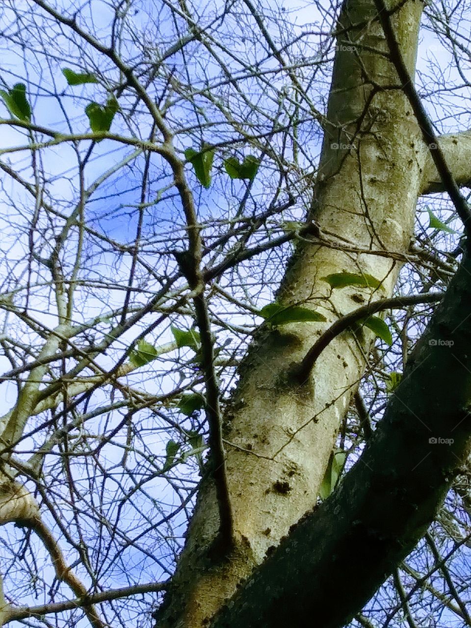 green vine growing on a tree
