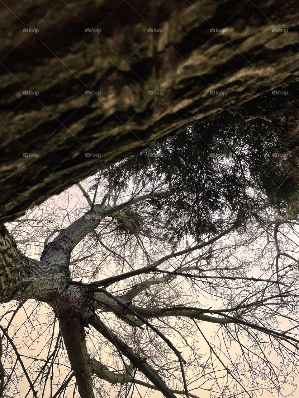 Bird nesting in a tree