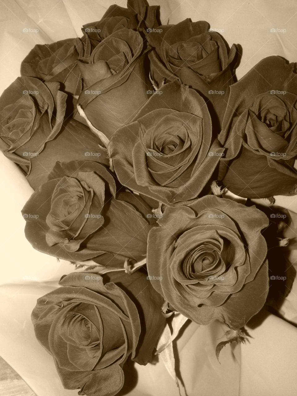 roses in sepia