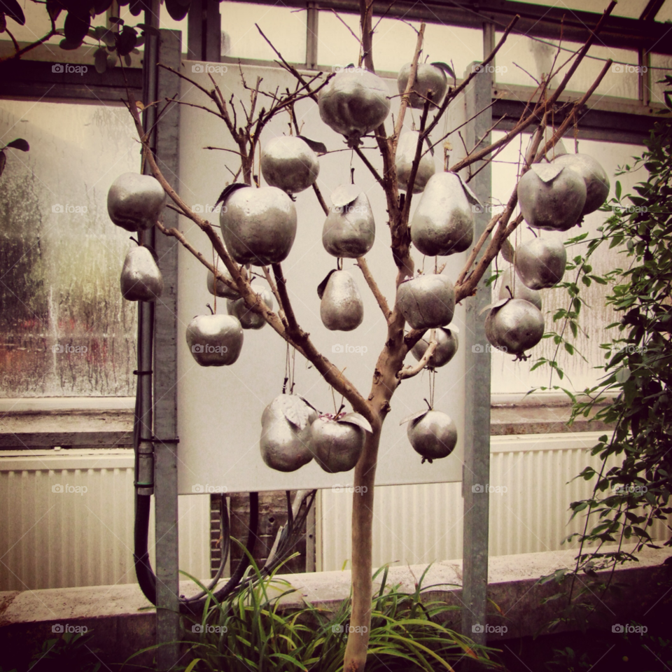 spring grey tree apple by byg