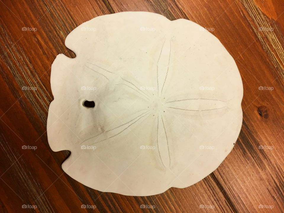 Sand Dollars and seashells 