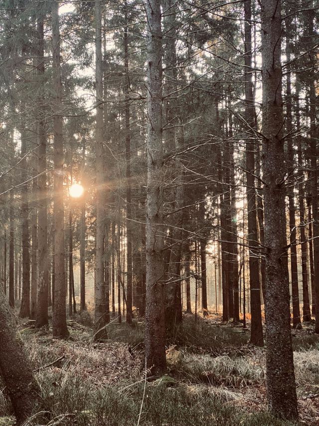 Forest in France