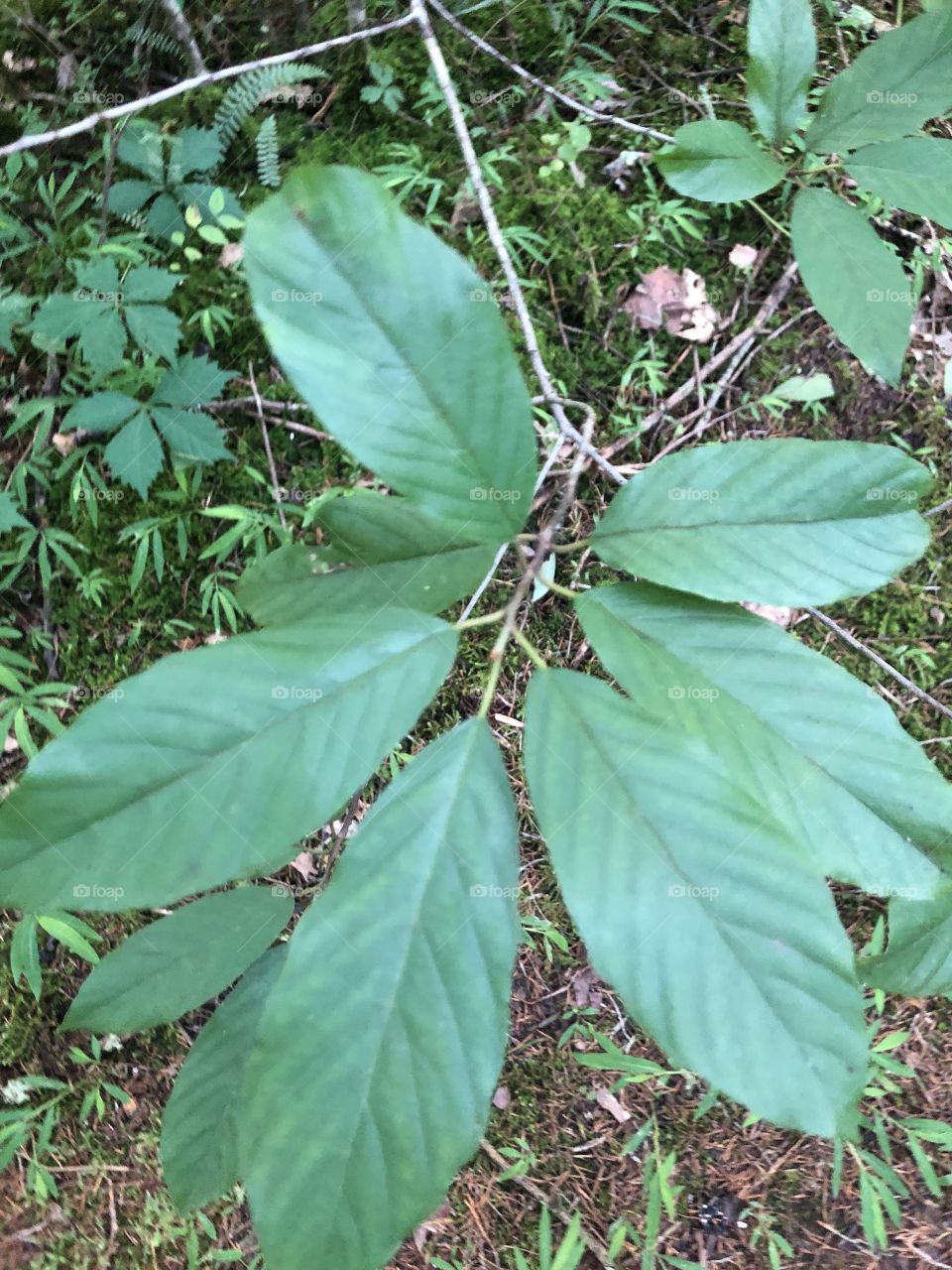 Leaves