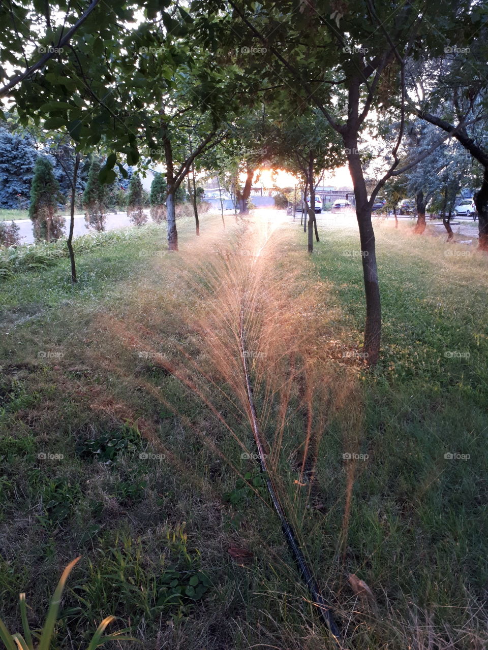 Sunset in the park