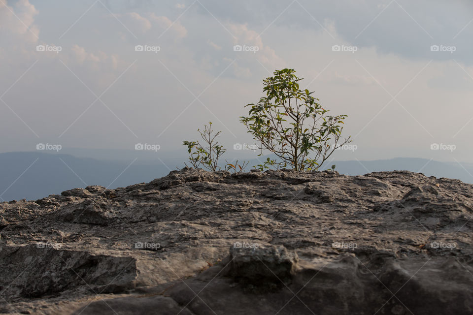 Tree on the cliff