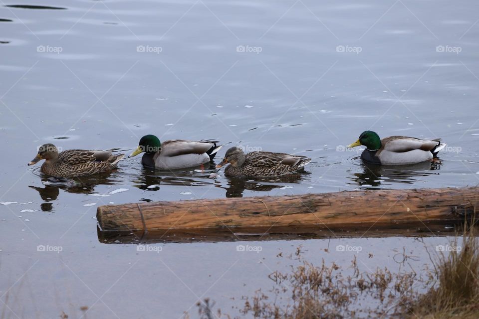 Ducks swimming in a row