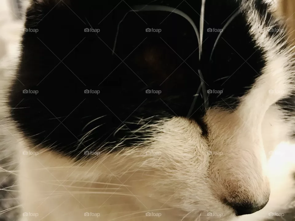 Cat chat 