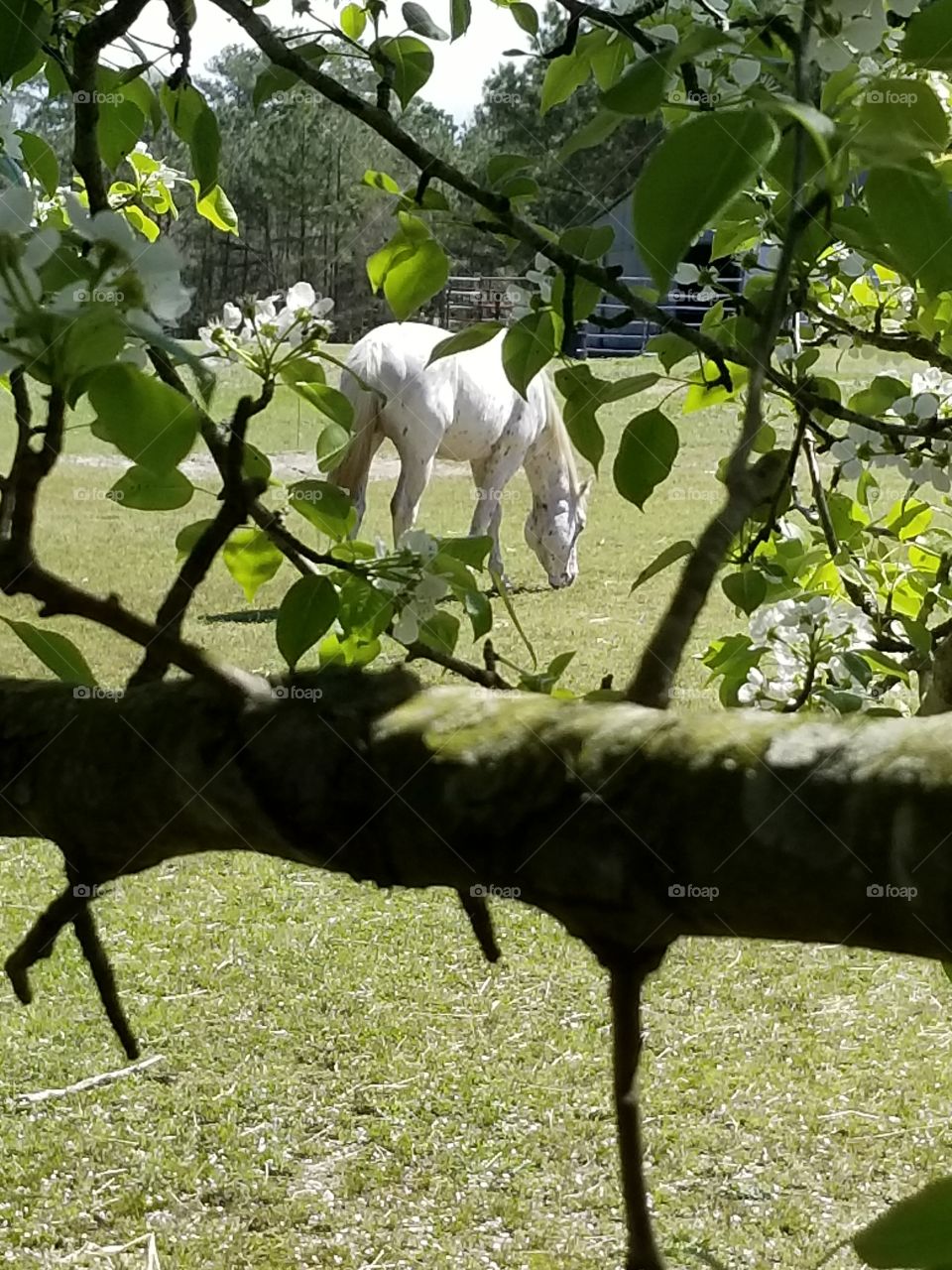 Leopard Stallion in a pasture framed by  blossoming pear tree branches in late spring