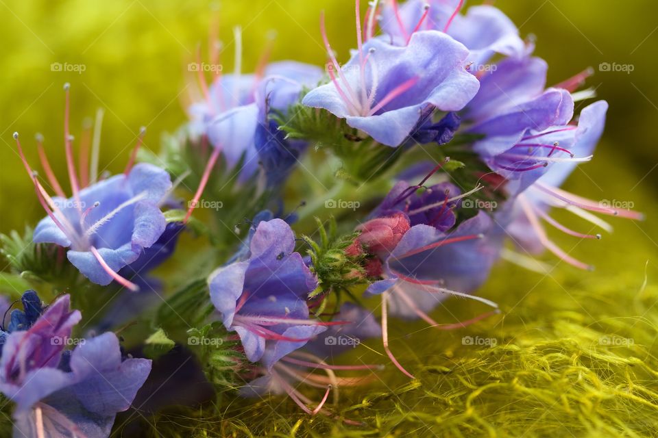 echinum vulgare, macro, boraginaceae, blueweed 